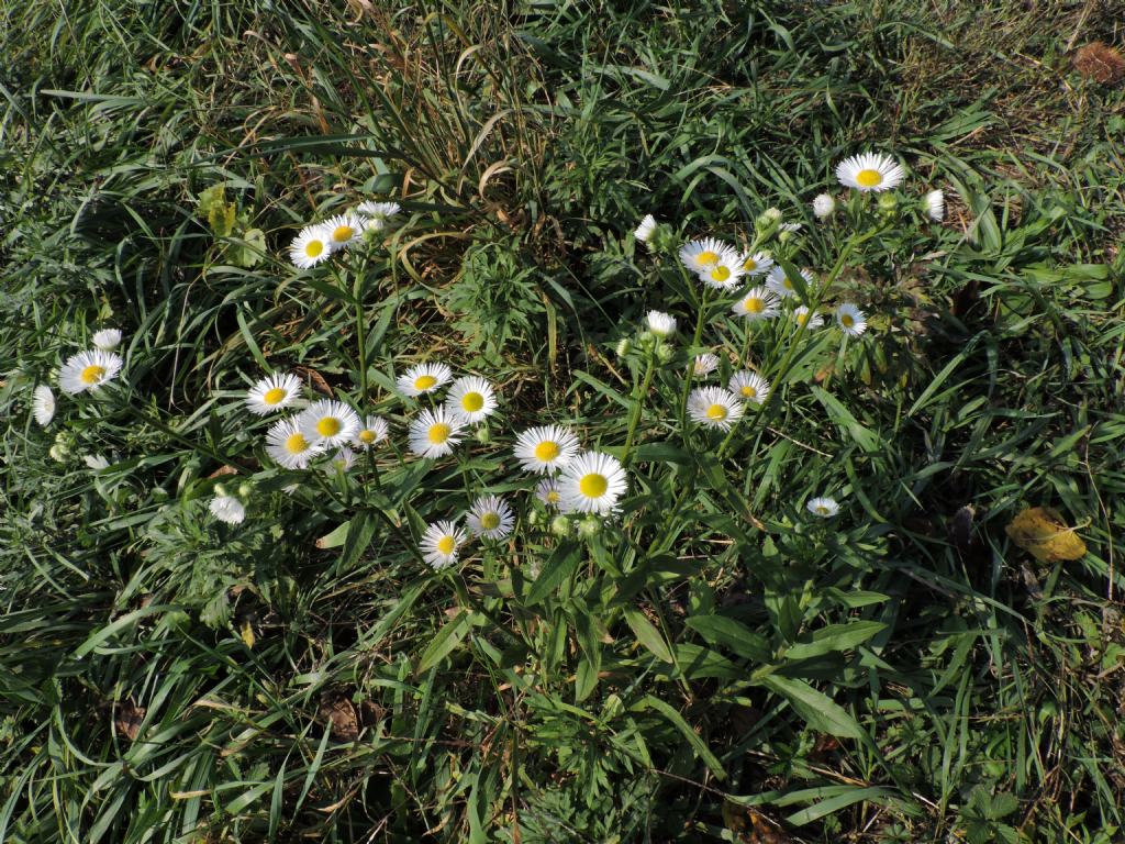 Erigeron annuus